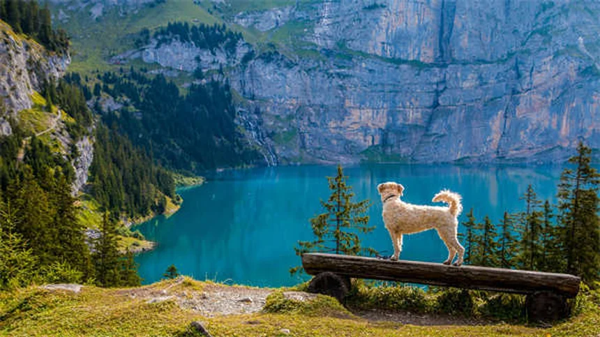 20 Best Hunting Dog Breeds for Your Next Outdoor Adventure