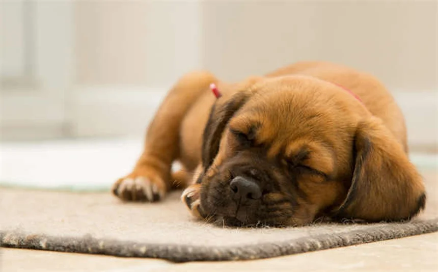 When Can Puppies Safely Be Around Other Dogs? Expert Guide