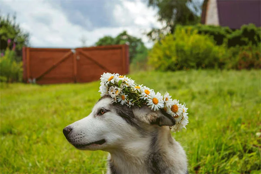 When Can Puppies Safely Be Around Other Dogs? Expert Guide