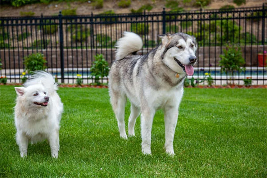 When Can Puppies Safely Be Around Other Dogs? Expert Guide