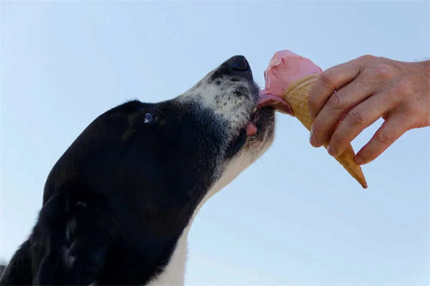When Can Puppies Safely Be Around Other Dogs? Expert Guide