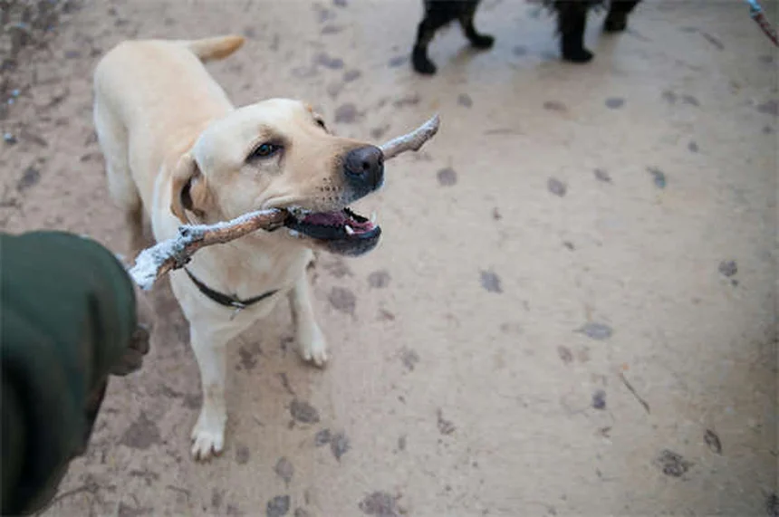 5 Essential Dog Beach Safety Tips Every Pet Owner Needs
