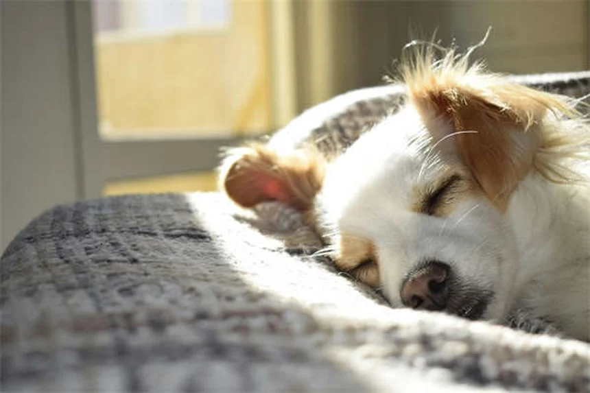 Leflunomide for Pets: What Dog & Cat Owners Need to Know