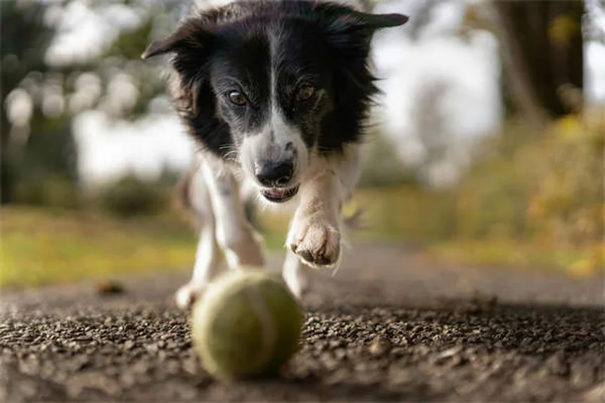 Leflunomide for Pets: What Dog & Cat Owners Need to Know