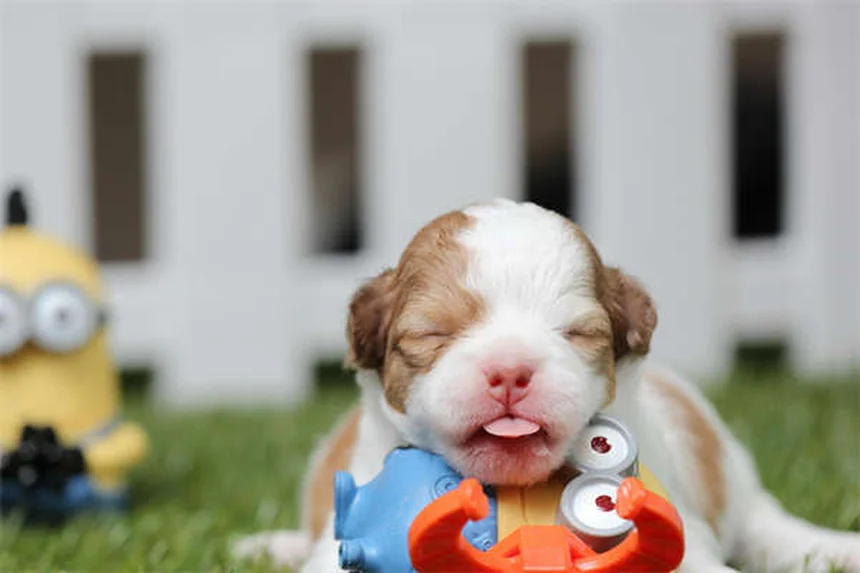 How to Teach Your Dog to Stay: 5 Easy Steps for Perfect Down-Stays