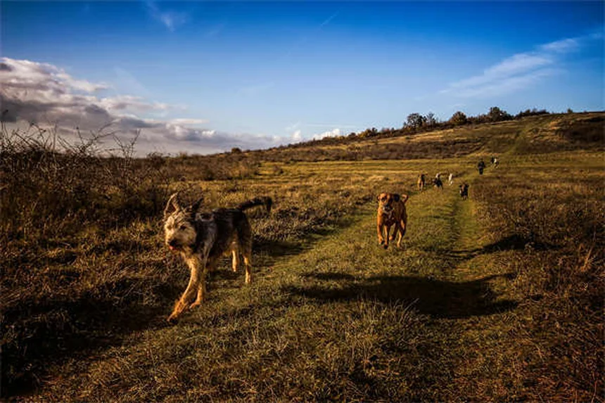 How to Teach Your Dog to Stay: 5 Easy Steps for Perfect Down-Stays