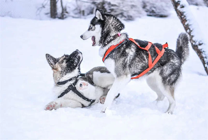 How to Teach Your Dog to Bark on Command: 5 Simple Steps