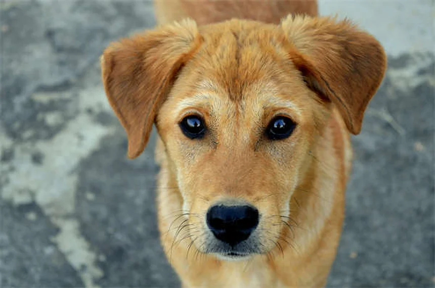 How to Teach Your Dog to Bark on Command: 5 Simple Steps