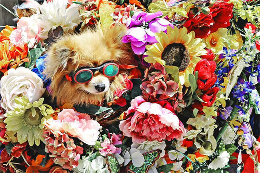 5 Dangerous Dog Collar Risks You Need to Know Now