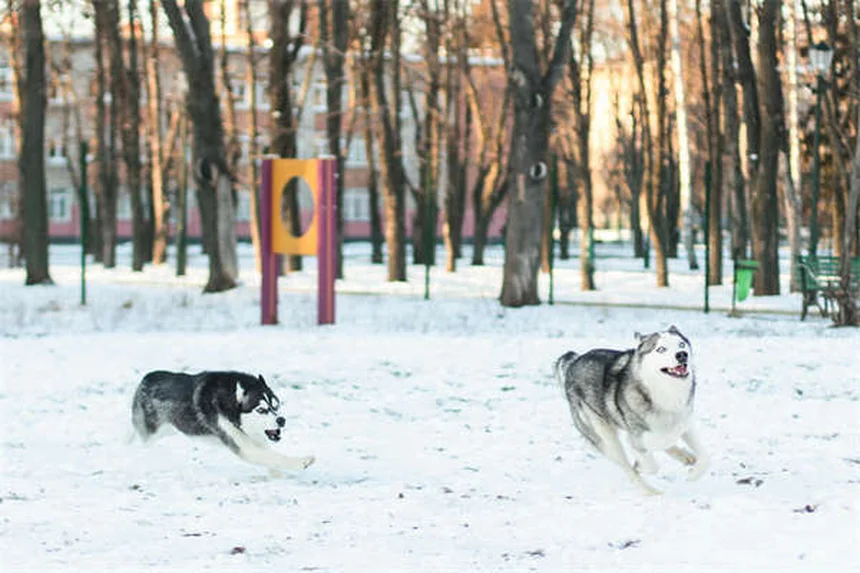 5 Dangerous Dog Collar Risks You Need to Know Now