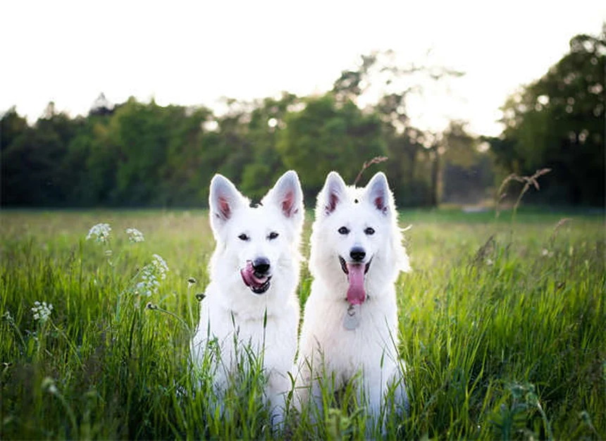 5 Dangerous Dog Collar Risks You Need to Know Now