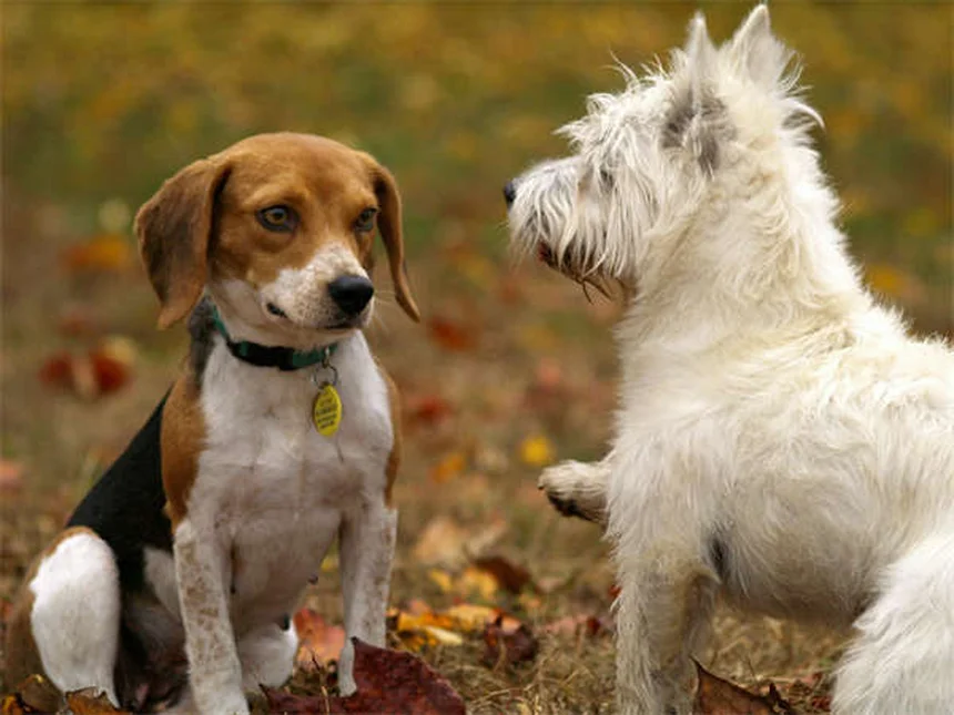 Coprophagy in Horses: Why Foals Eat Poop & When to Worry