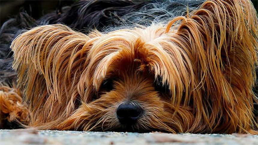 Lost Dog? 5 Proven Steps to Bring Your Pup Home Fast