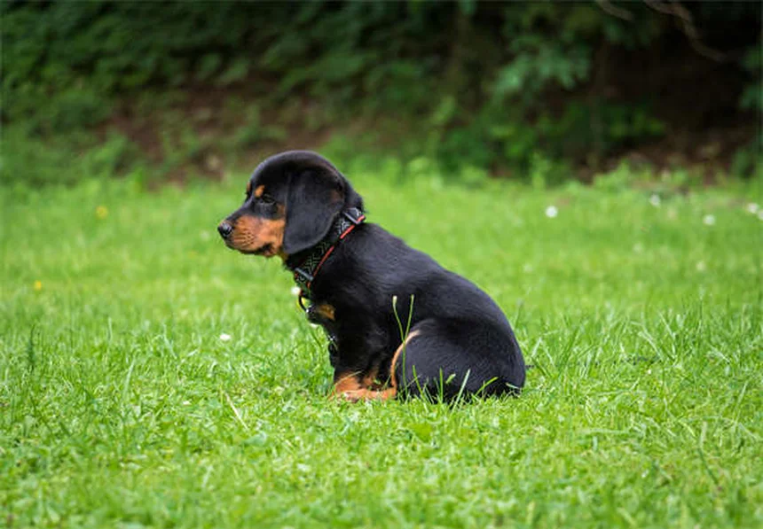 Why Is My Dog Not Social? Understanding Loner Dog Behavior
