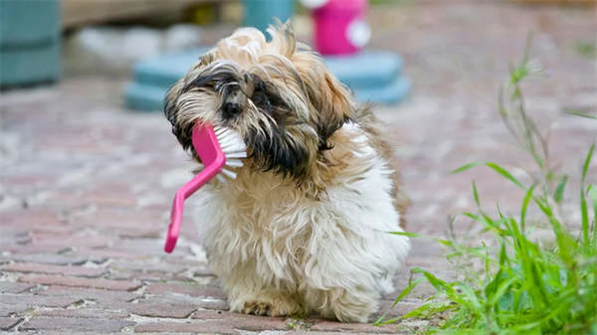 Why Is My Dog Not Social? Understanding Loner Dog Behavior