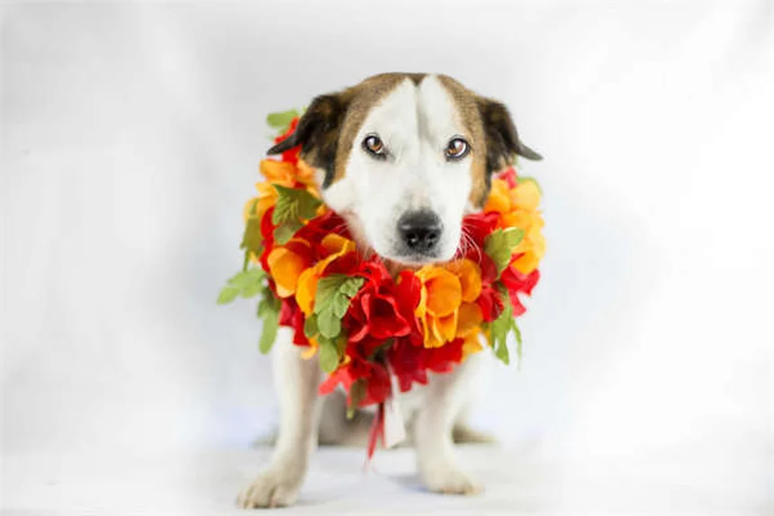8 Cat-Like Dog Breeds Perfect for Feline Lovers