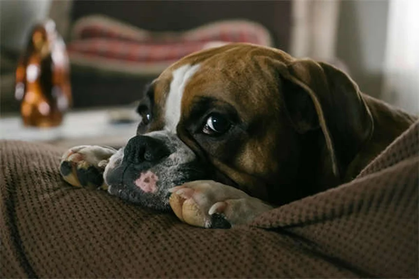 20 Spring Pet Dangers: Keep Your Dog or Cat Safe This Season