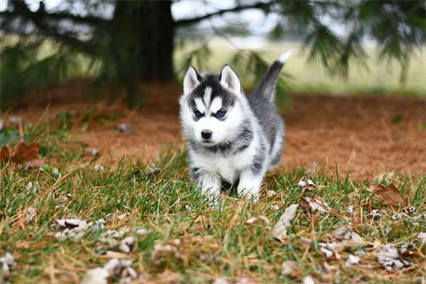 Is Your Dog Mad at You? 5 Signs & What They Really Mean