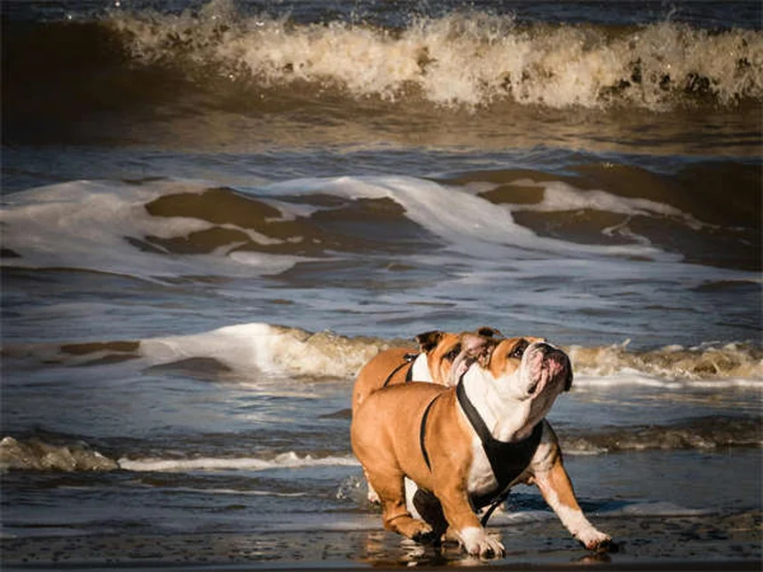 Is Your Dog Mad at You? 5 Signs & What They Really Mean