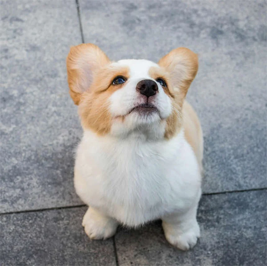 Is Your Dog Mad at You? 5 Signs & What They Really Mean