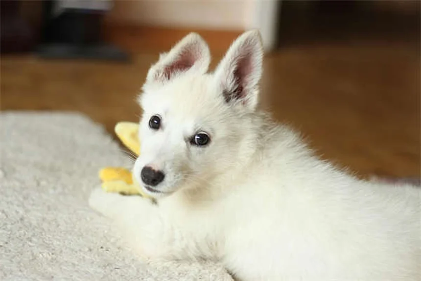 Wolf Teeth in Horses: What Every Owner Should Know (2024 Guide)
