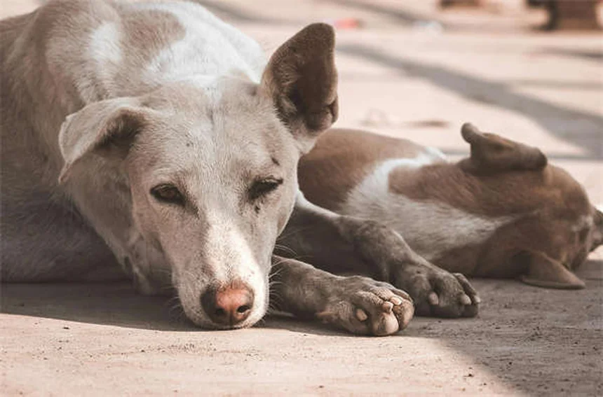 Why Losing a Dog Hurts More Than Losing Some People