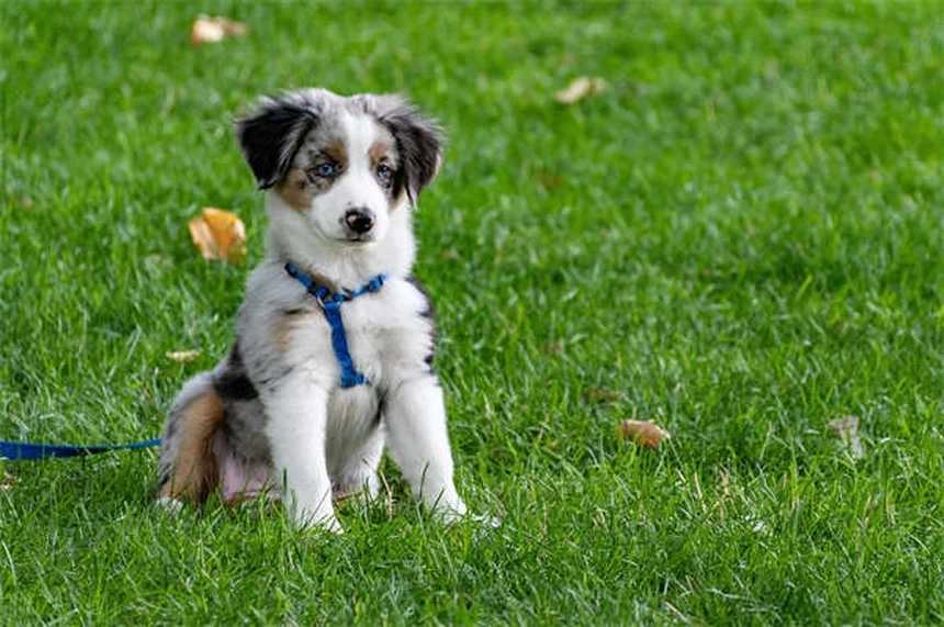 Why Losing a Dog Hurts More Than Losing Some People