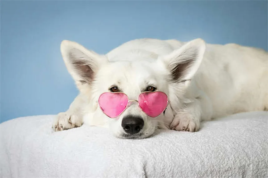 Why Losing a Dog Hurts More Than Losing Some People