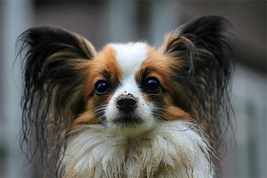 Dry Mouth in Dogs and Cats: Causes, Symptoms & Treatment