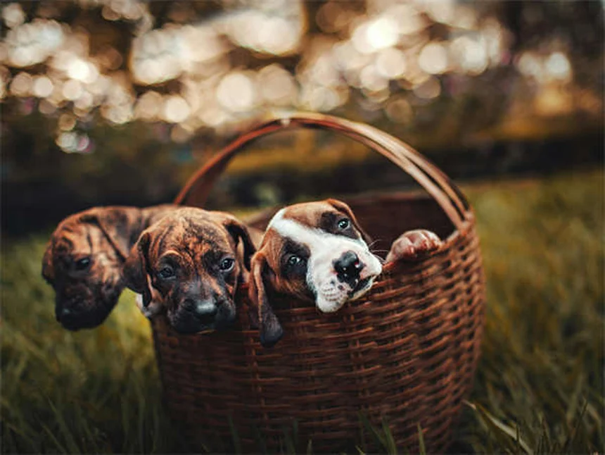 Dry Mouth in Dogs and Cats: Causes, Symptoms & Treatment