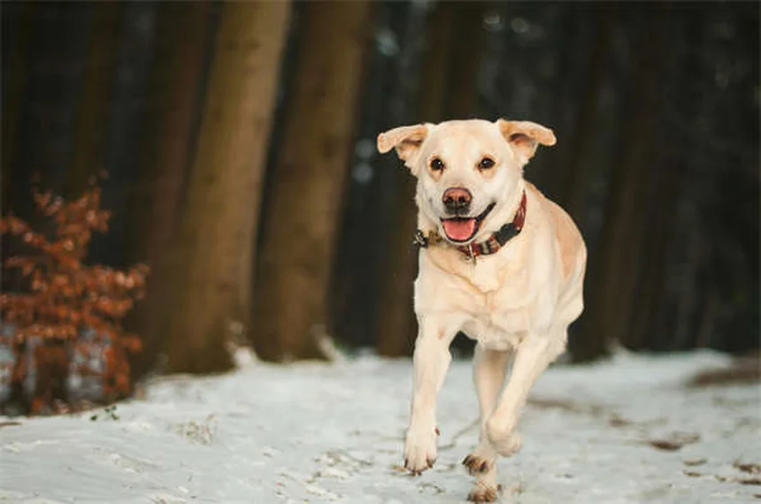 Puppy Poop 101: Why Your Puppy Poops So Much & What's Normal