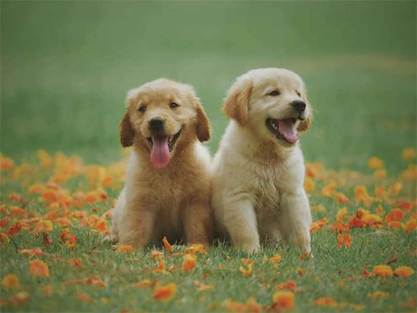 Puppy Poop 101: Why Your Puppy Poops So Much & What's Normal