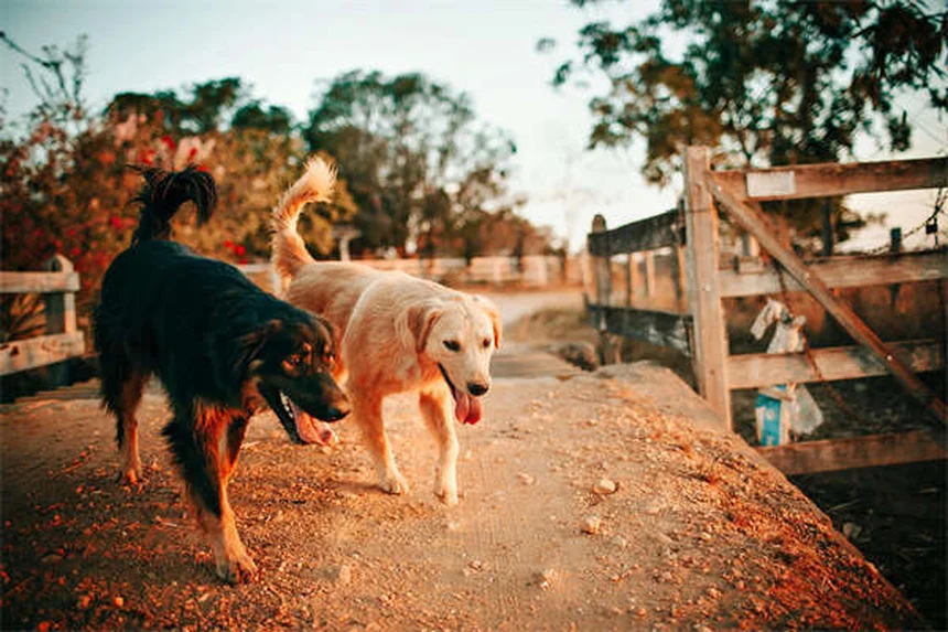 Puppy Poop 101: Why Your Puppy Poops So Much & What's Normal