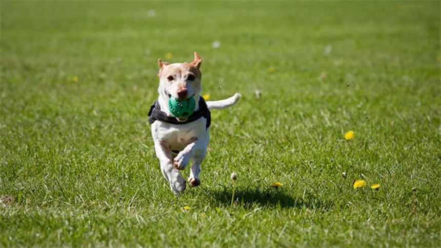 Puppy Poop 101: Why Your Puppy Poops So Much & What's Normal