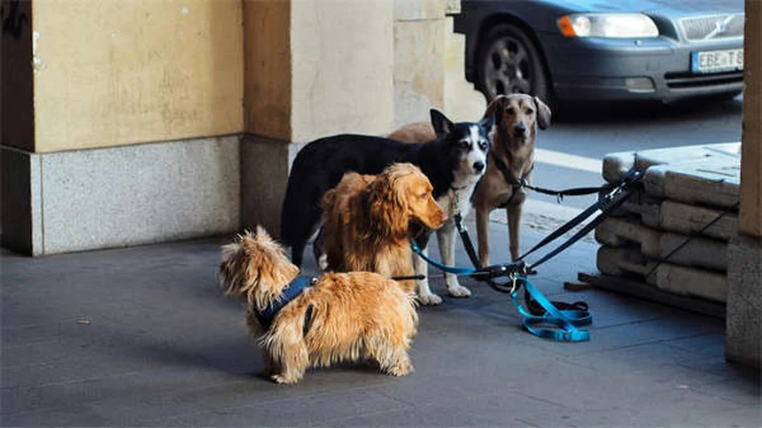 5 Essential Tips to Keep Your Dog Safe During Thunderstorms