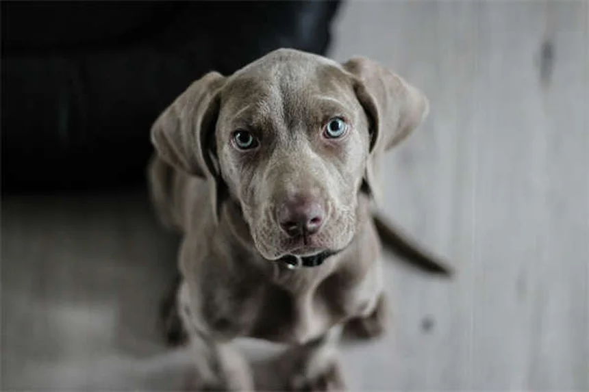 5 Essential Tips to Keep Your Dog Safe During Thunderstorms