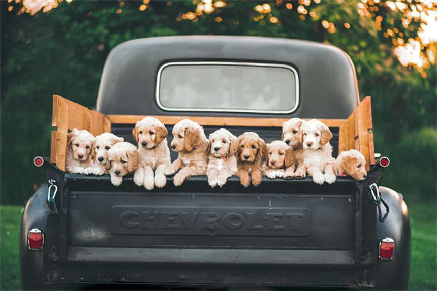 Puppy Nutrition 101: 5 Key Differences From Adult Dog Food