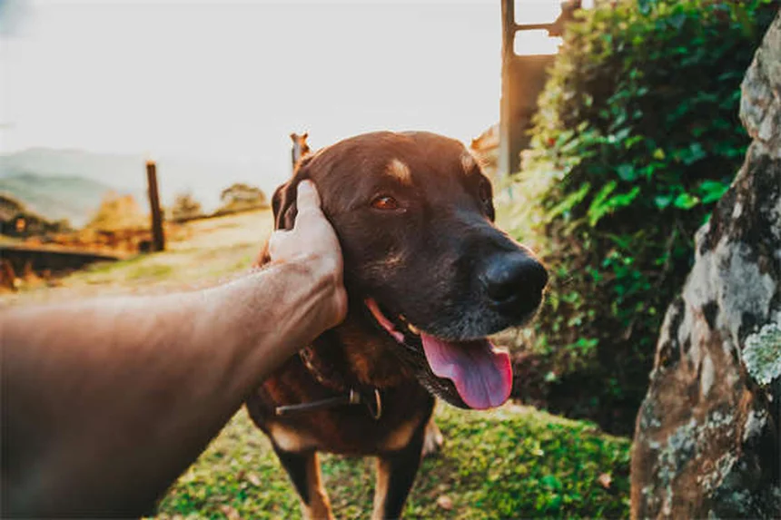 Puppy Nutrition 101: 5 Key Differences From Adult Dog Food