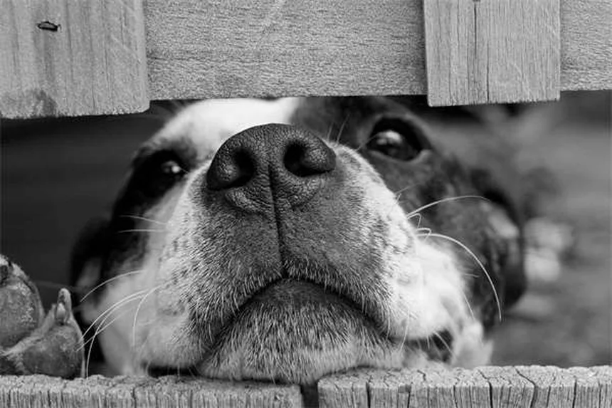 Why Is My Dog Drinking So Much Water? 7 Possible Causes & When to Worry