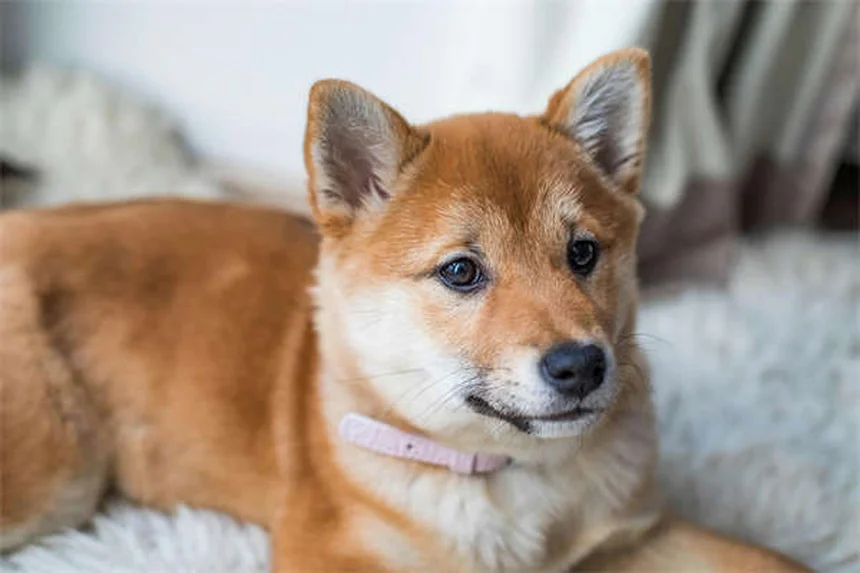 Why Is My Dog Drinking So Much Water? 7 Possible Causes & When to Worry