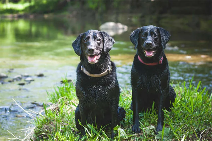Why Is My Dog Drinking So Much Water? 7 Possible Causes & When to Worry