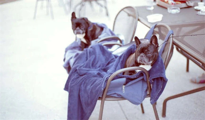 20 Spring Pet Dangers: Keep Your Dog or Cat Safe This Season