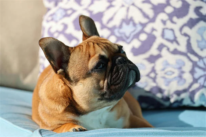 5 Essential Steps to Safely Remove Ticks from Your Dog