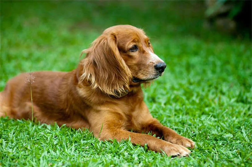 5 Essential Steps to Safely Remove Ticks from Your Dog