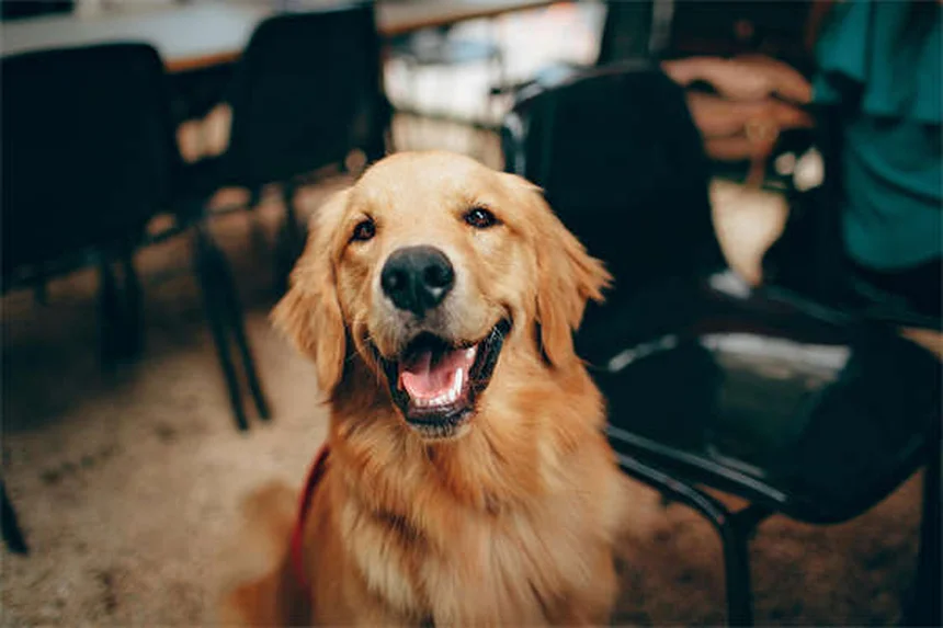 15 Healthiest Dog Breeds That Live the Longest (With Care Tips)