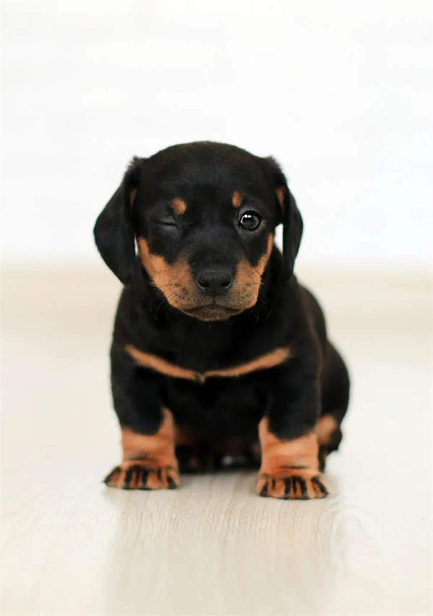 How Do Dogs Sweat? The Surprising Truth About Canine Cooling