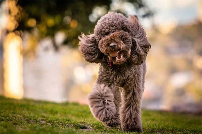 How Do Dogs Sweat? The Surprising Truth About Canine Cooling