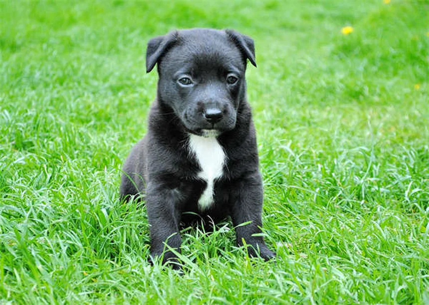 5 Best Dog Training Treats That Actually Work (2024 Guide)