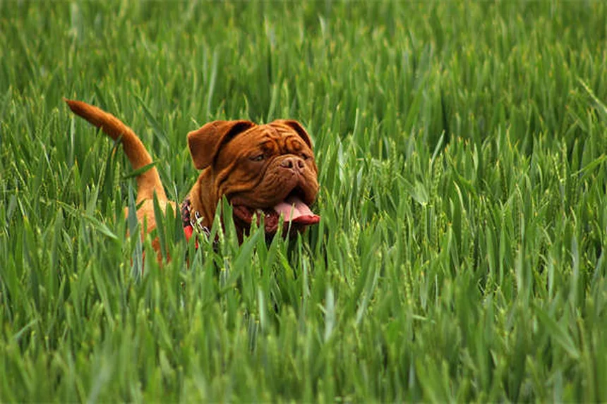 5 Best Dog Training Treats That Actually Work (2024 Guide)