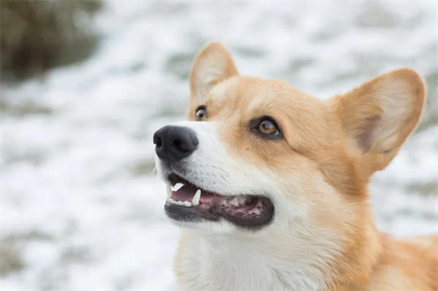 Is Tylenol Safe for Dogs? Vet-Approved Facts & Risks